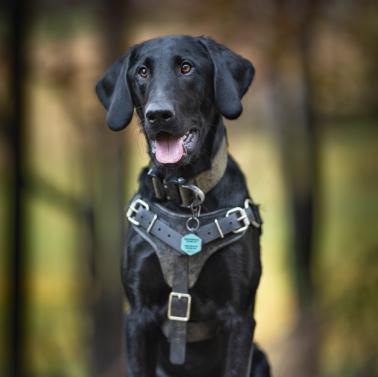 Peat the Conservation Dog. Photo by Arden Blumenthal.