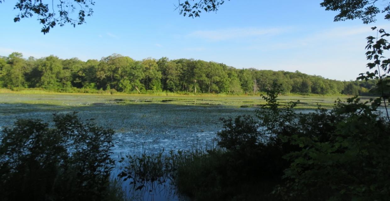 View of Deer Park Pond - Photo credit: Daniela Wagstaff