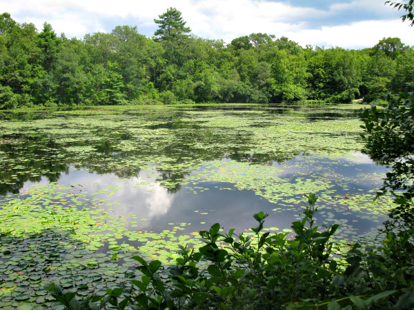 Todd Lake in Ramapo Mountain State Forest. Photo by Daniel Chazin.